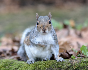Naklejka na ściany i meble Grey squirrel (Sciurus carolinensis) facing camera. A squirrel looking forward with paw raised on woodland floor