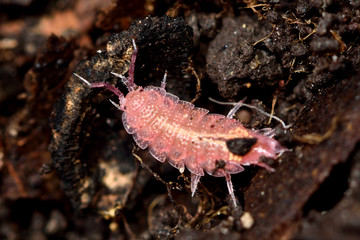 Rosy woodlouse (Androniscus dentiger). Pink terrestrial isopod showing texture on exoskeleton
