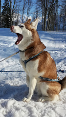 Husky dog ​​yawns, sitting on the snow