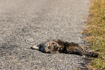 dead tabby cat lying on road