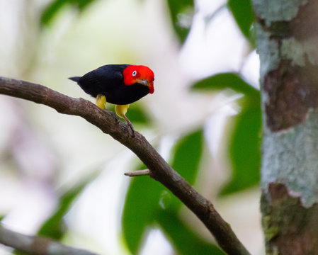 Red-capped Manakin