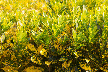 Croton in the outdoor garden © AnirutKhattirat