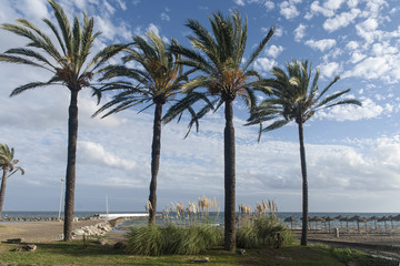 hermosa playa turística de Marbella con palmeras