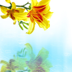 Fototapeta na wymiar Hemerocallis flowers over the water