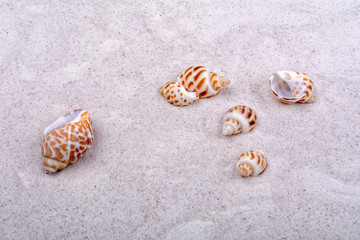 Sea shells on a sand background