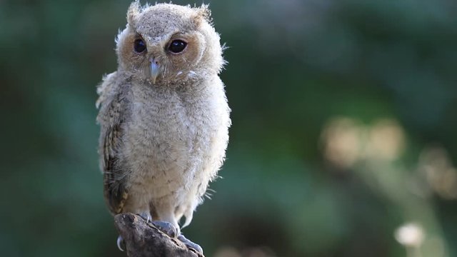 Baby of Collared scops owl
