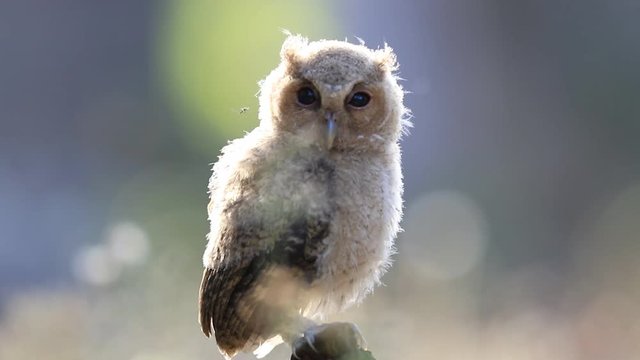 Baby of Collared scops owl

