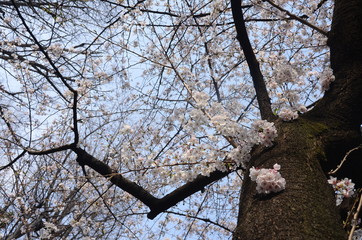 桜　花見