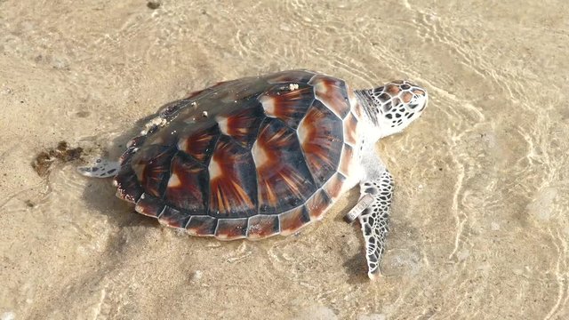 Release hawksbill sea turtle to the sea