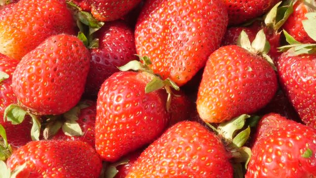 Red strawberry fruit background slow tilting 4K 2160p UltraHD footage - Fragaria ananassa slow tilt on red fresh fruit pieces 4K 3840X2160 UHD video 