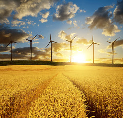 Golden wheat field with wind turbines at sunset