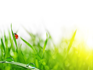 Fresh green grass with dew drops and ladybug closeup. Soft Focus. Nature Background