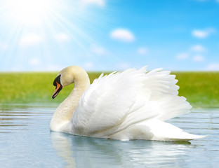 Swan on the lake