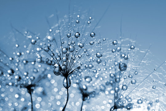 Fototapeta Dewy dandelion flower close up