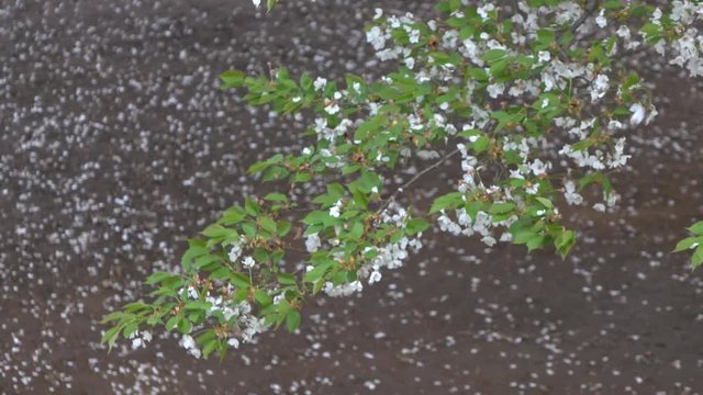 桜吹雪の下で・4K_4-136