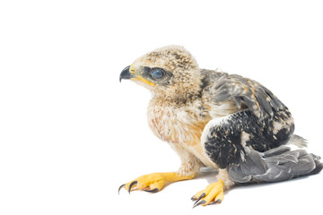 young eagle isolated over white background
