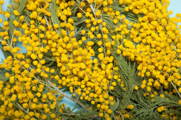 Fresh spring mimosa close up - 107107358