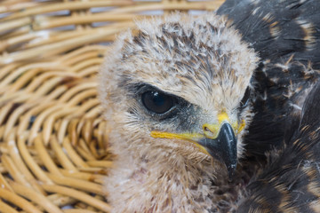 young eagle on Hawks nest
