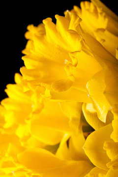 Yellow spring narcissus. Shallow depth of field. Selective Focus