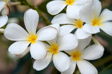 Fototapeta na wymiar group of yellow white flowers of Frangipani, Plumeria, with nat