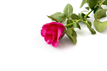 Pink Rose isolated on white background