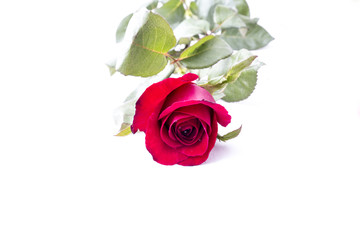 Red Rose isolated on white background