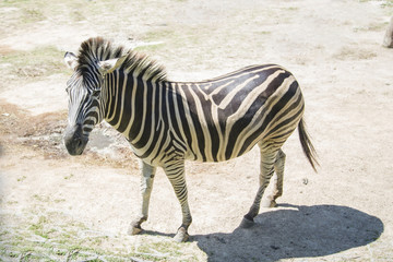 Fototapeta na wymiar A lone Zebra walking in the Savannah