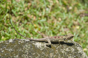 Most Thai lizard   