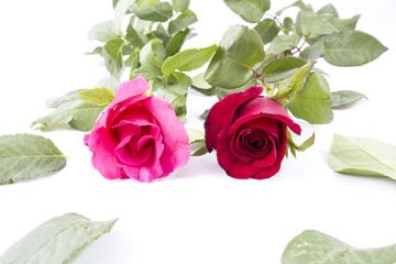 Red Rose and Pink Rose isolated on white background