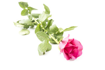 Pink Rose isolated on white background