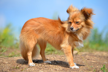 Obraz na płótnie Canvas Long-Haired Chihuahua 
