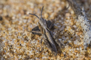 Little grasshopper the size of 2 millimeters