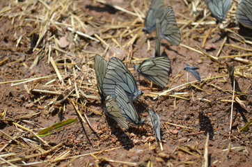 The cabbage butterflies