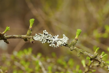 Budding larch needles and lichen