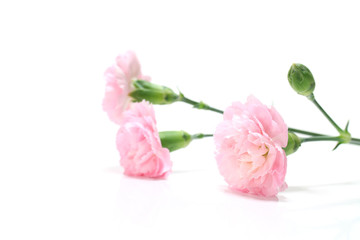 pink carnation flower and copy space