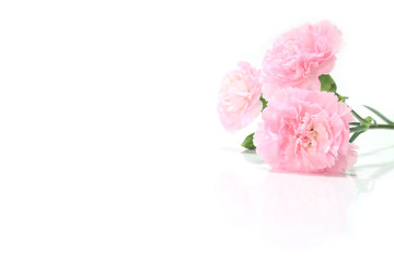 pink carnation flower and copy space #3
