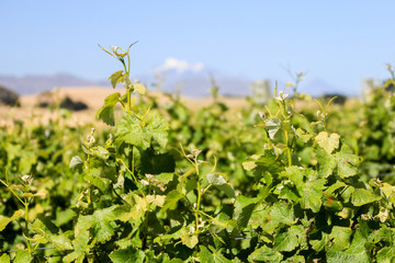 Fototapeta na wymiar Grape vines in Marlborough