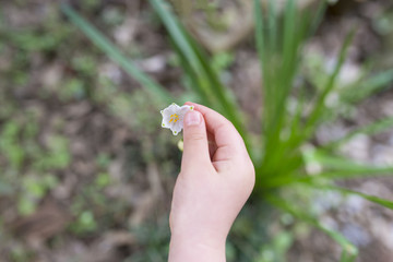 鈴蘭の花に触る子供の手