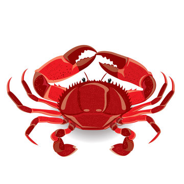 illustration red sea crab with claws. Vector