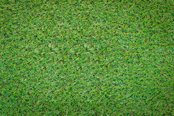 Fototapeta premium green grass texture.jpg