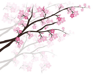 Obraz na płótnie Canvas Cherry blossom, Sakura pink flowers background.