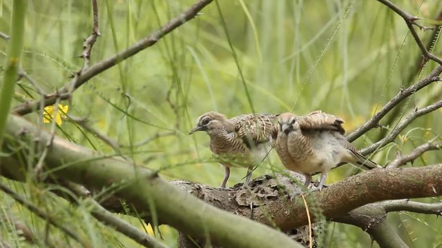 couple zebra dove stretching wing on branch 