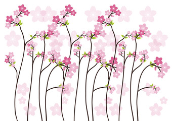 Fototapety  Kwiat wiśni, Sakura różowe kwiaty tło.