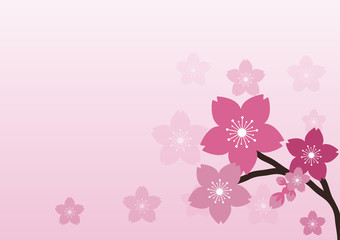 Cherry blossom, Sakura  pink flowers  background.