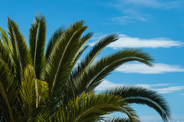 Fototapeta na wymiar palm tree leaves against blue sky