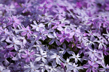 Macro image of spring lilac violet flowers