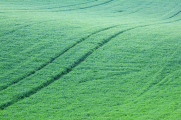 Abstract green grass hills and fields