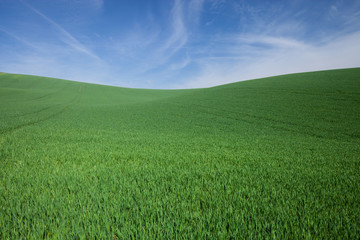 green grass and blue sky landscape
