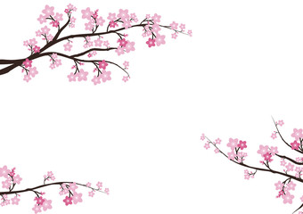 Cherry blossom, Sakura  pink flowers  background.