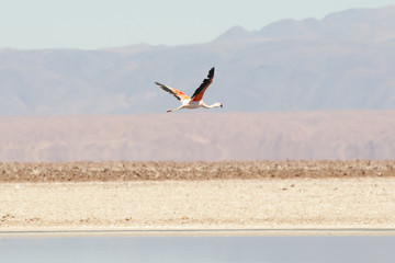 Flamingo in Flight - Chaxa Lagoon - Chile
